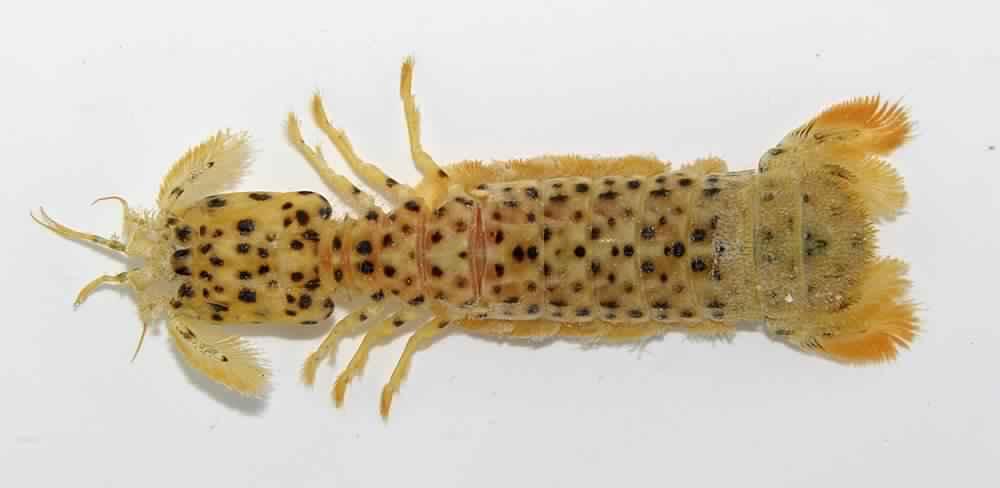 Представитель Семейства Coronididae